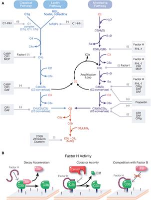 Hijacking Factor H for Complement Immune Evasion